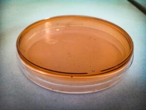 Rabid Bat in Greensboro Pushes Guilford Rabies Count to 16 Oct 29, 2026